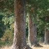 древесина кедра сибирского