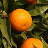 эфирное масло апельсина