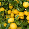 эфирные масла: лимона, мелиссы
