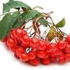 органическая вытяжка из ягод рябины и брусники